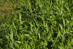 Urochloa plantaginea