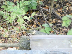 Helmitheros vermivorum