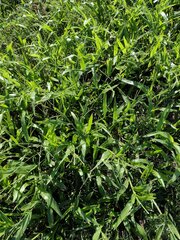 Urochloa plantaginea