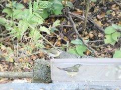Helmitheros vermivorum