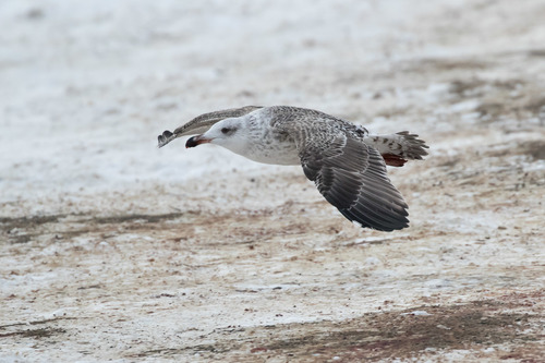 Great Black-backed Gull, photo 6 of 9