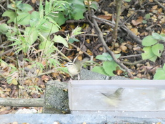 Helmitheros vermivorum