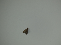 Melipotis acontioides