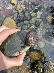 Tegula