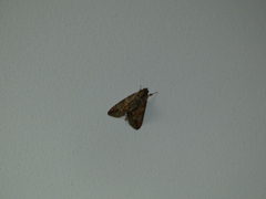 Melipotis acontioides