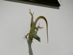 Anolis grahami