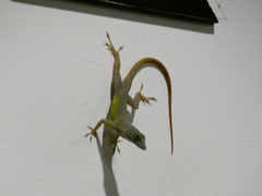 Anolis grahami