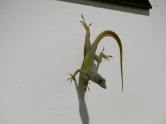 Anolis grahami