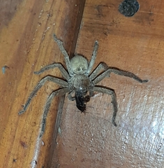 Polybetes rapidus