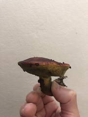 Xerocomellus atropurpureus