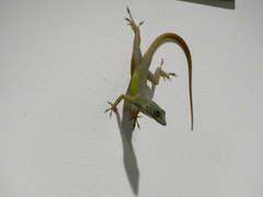 Anolis grahami