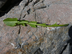 Taraxacum zealandicum