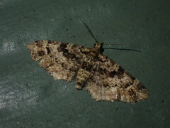 Pasiphila bilineolata