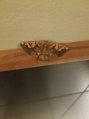Paragonia cruraria
