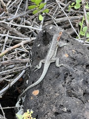 Microlophus indefatigabilis