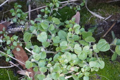 Veronica hederifolia