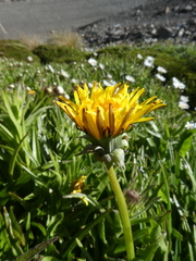 Taraxacum zealandicum