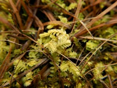 Selaginella apoda