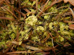 Selaginella apoda