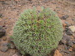 Deuterocohnia