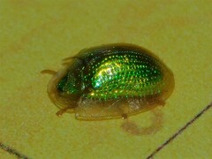 Chiridopsis observabilis