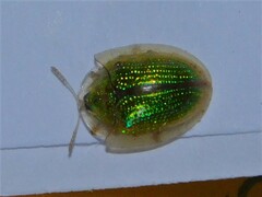 Chiridopsis observabilis