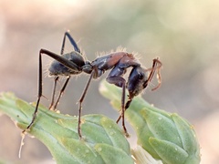 Myrmophyma