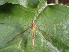 Leptotarsus albistigma