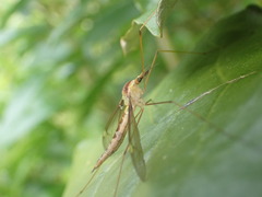 Leptotarsus albistigma