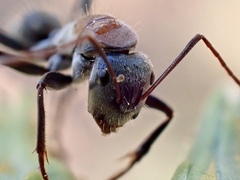 Myrmophyma