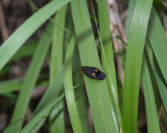 Euthyrrhapha pacifica