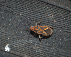 Graptostethus servus