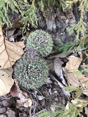 Mammillaria karwinskiana