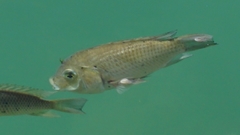 Sarotherodon melanotheron