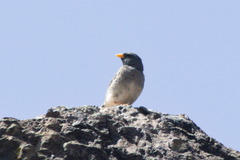 Rhopospina alaudina