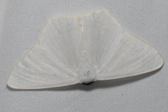 Sericoptera virginaria