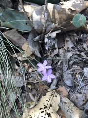 Pseuderanthemum praecox