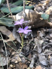 Pseuderanthemum praecox