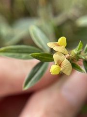 Stylosanthes