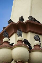 Columba livia domestica