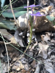 Pseuderanthemum praecox
