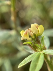 Stylosanthes