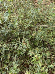 Stylosanthes
