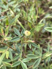 Stylosanthes