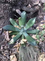 Agave marmorata