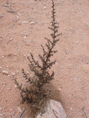 Salsoleae