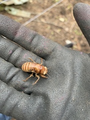 Amphipsalta