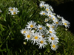 Dolichoglottis scorzoneroides