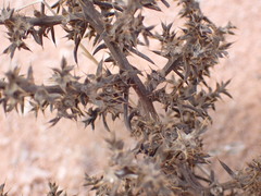 Salsoleae