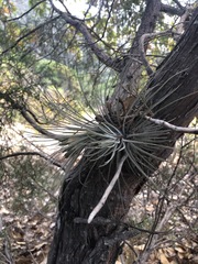 Tillandsia plumosa